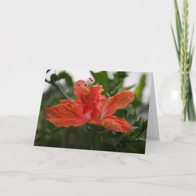 Hibiscus Tack Kort (Framsida)