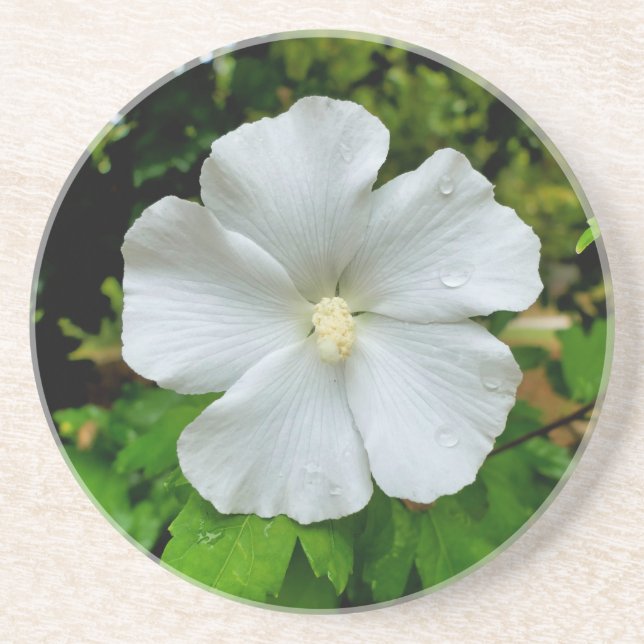 Hibiscus Underlägg (Framsidan)