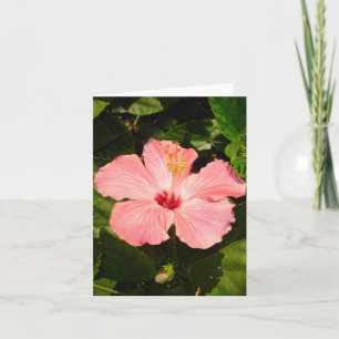 Hibiscus - V Kort