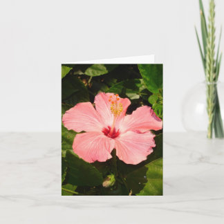 Hibiscus - V Kort