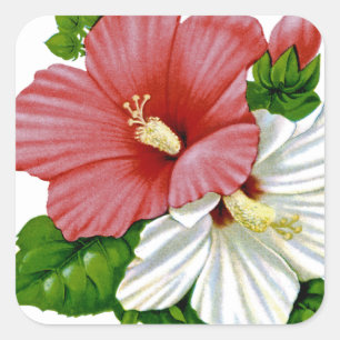 Hibiscus Vintage Seed Packet Fyrkantigt Klistermärke