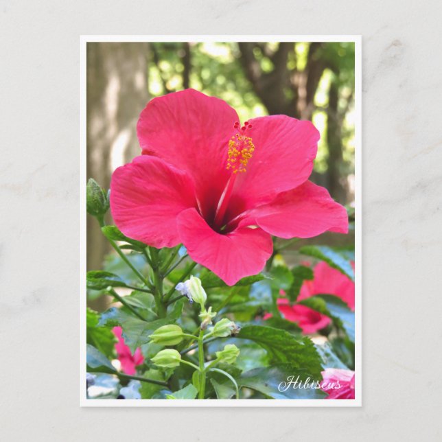 Hibiscus Vykort (Framsida)