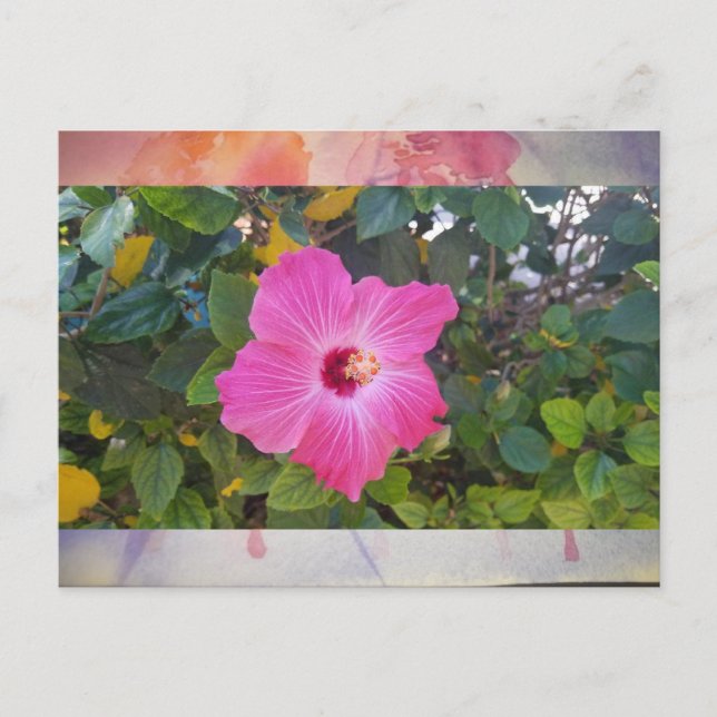 Hibiscus Vykort (Framsida)