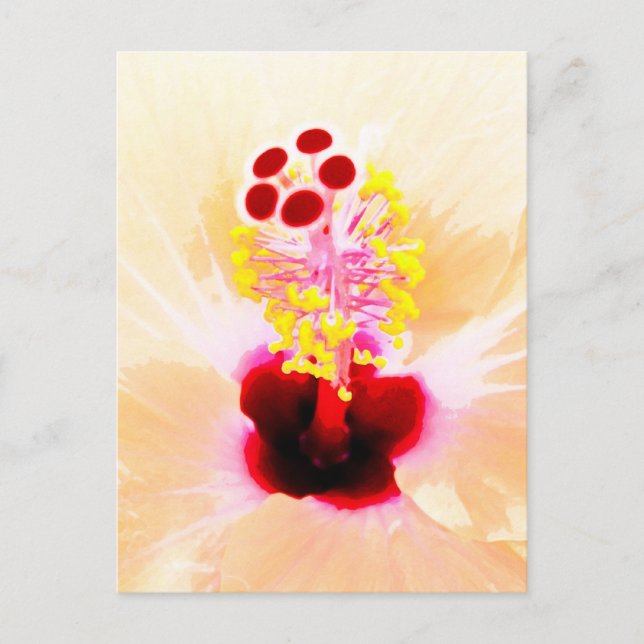 Hibiscus Vykort (Framsida)
