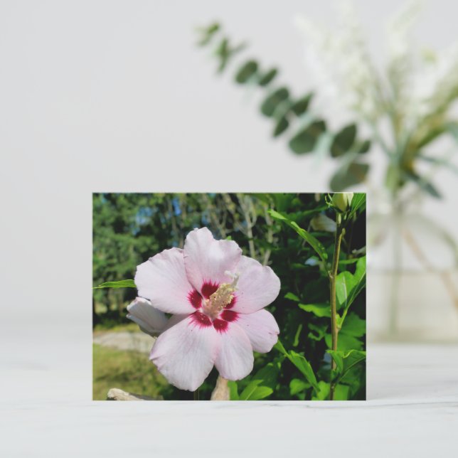 Hibiscus Vykort (Stående Fram)