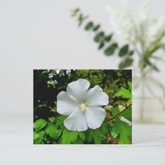 Hibiscus Vykort (Stående Fram)