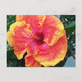 Hibiscus vykort