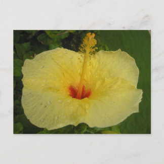 Hibiscus vykort