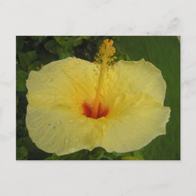 Hibiscus vykort (Framsida)