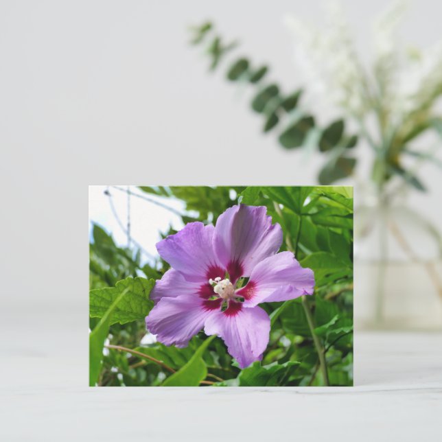 Hibiscus Vykort (Stående Fram)