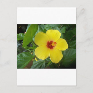 Hibiscus Vykort