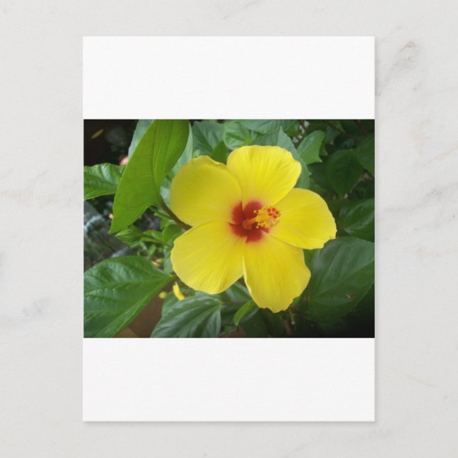 Hibiscus Vykort (Framsida)