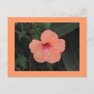 Hibiscus vykort