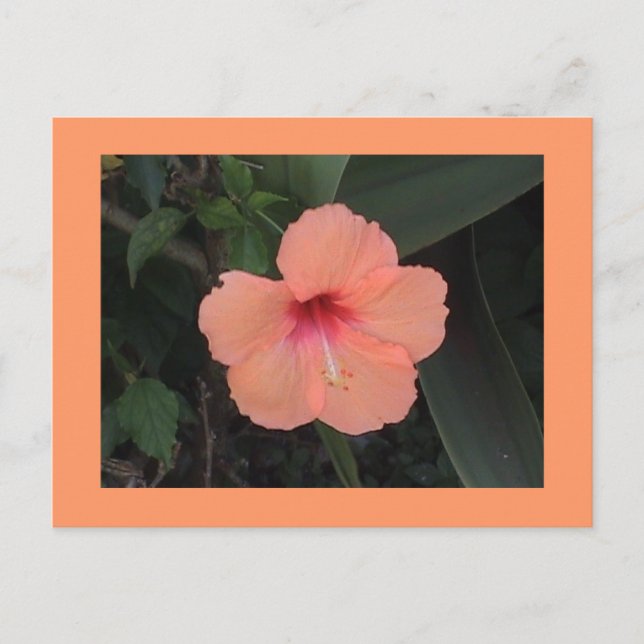 Hibiscus vykort (Framsida)