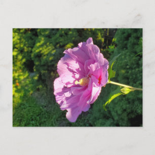 Hibiscus Vykort