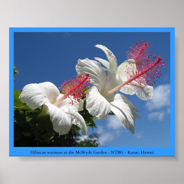 Hibiscus waimeae at McBryde Garden - NTBG - Kauai Poster (Framsidan)