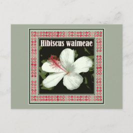 Hibiscus Waimeae från Hawaii Vykort