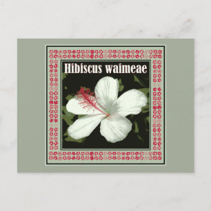 Hibiscus Waimeae från Hawaii Vykort