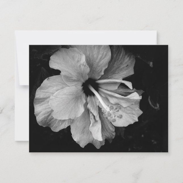 Hibiskus (Framsida)
