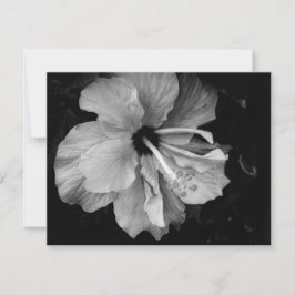 Hibiskus