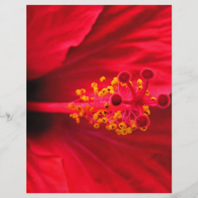 Hibiskus (Framsida)