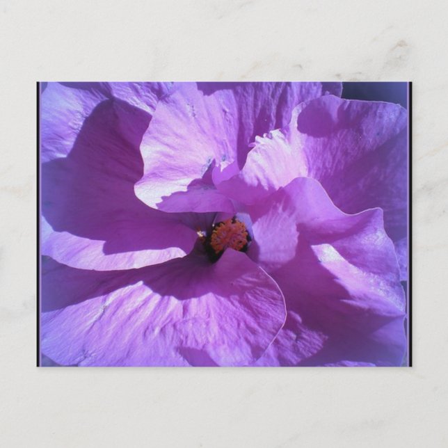 hibiskus 27 vykort (Framsida)