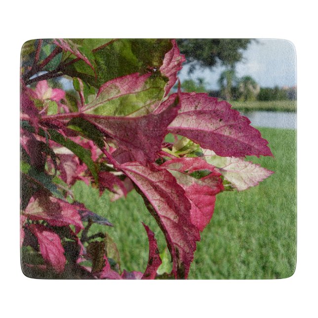 Hibiskus"avfyra och is" växten (Framsidan)