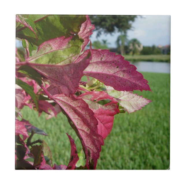 Hibiskus"avfyra och is" växten kakelplatta (Framsidan)
