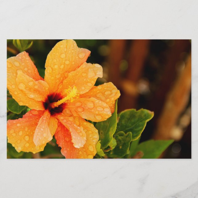 Hibiskus Brevpapper (Framsida)