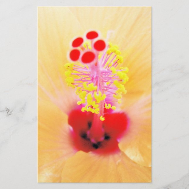 Hibiskus Brevpapper (Framsida)