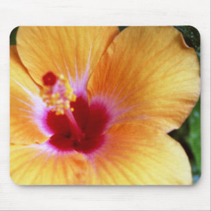 Hibiskus Gult-Orange Musmatta