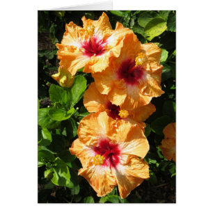 Hibiskus Hälsningskort