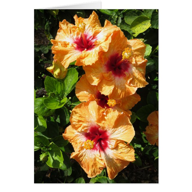 Hibiskus Hälsningskort (Framsidan)