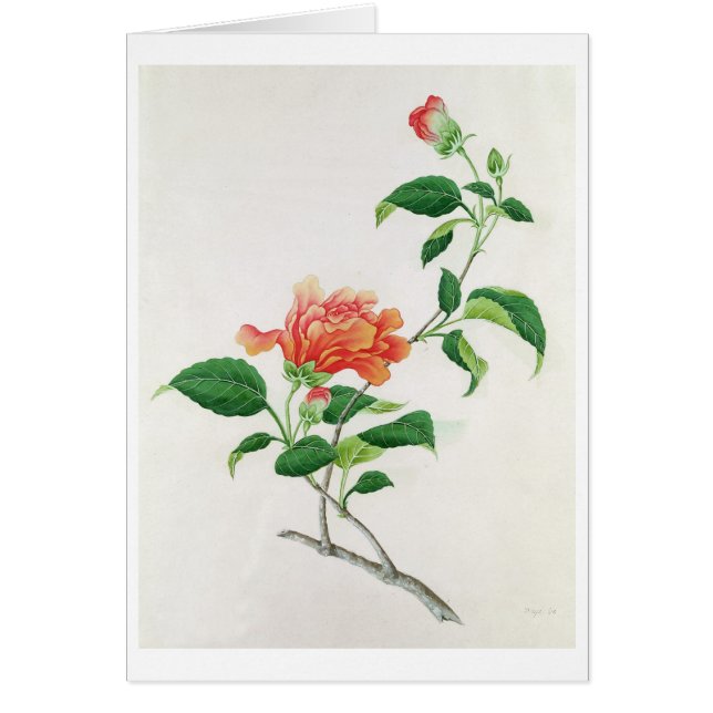 Hibiskus Hälsningskort (Framsidan)