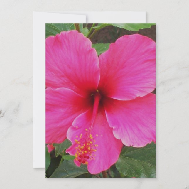 Hibiskus Inbjudningar (Framsida)