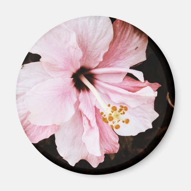 Hibiskus Magnet (Framsidan)