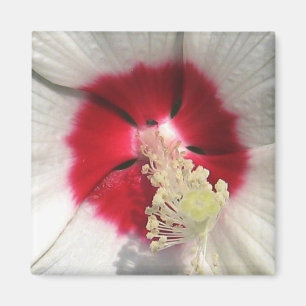 Hibiskus - magnet