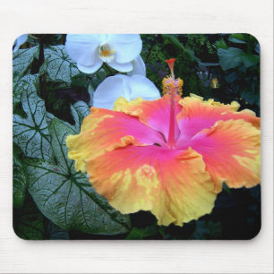 hibiskus musmatta