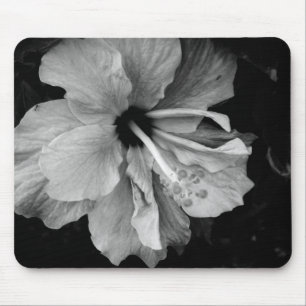 Hibiskus Musmatta