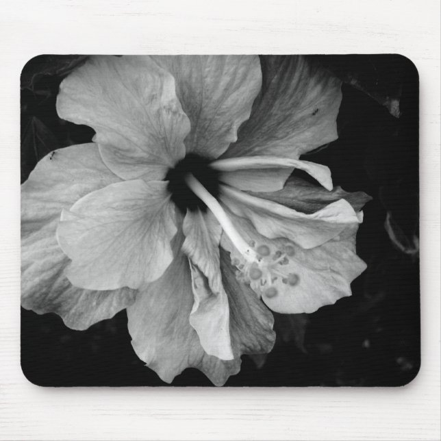Hibiskus Musmatta (Framsidan)