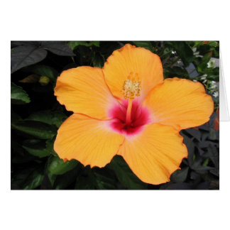 Hibiskus OBS Kort