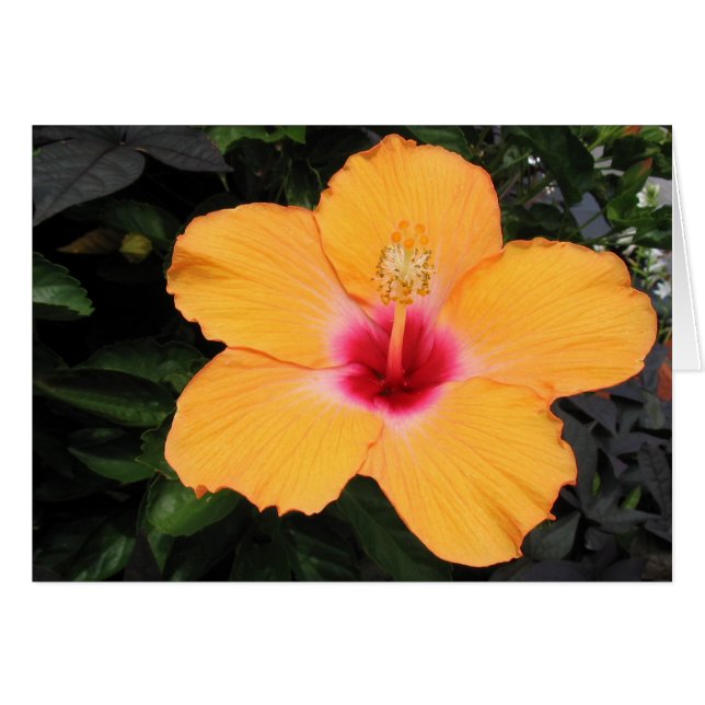 Hibiskus OBS Kort (Framsidan Horizontal)