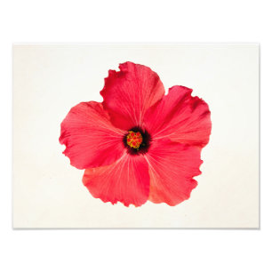 Hibiskus - personifierad tropisk shock rosablomma fototryck