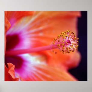 Hibiskus Poster