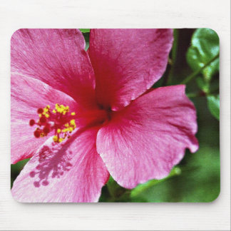 Hibiskus rosa musmatta