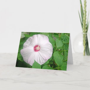 Hibiskus Rosa Tack Kort