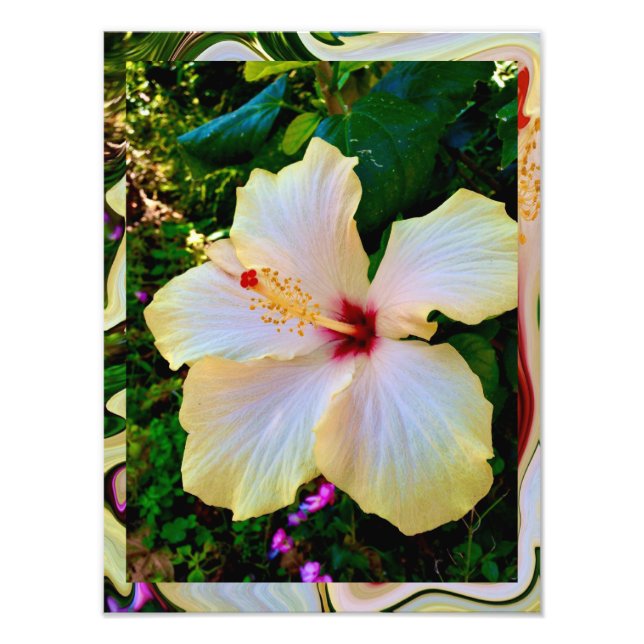 Hibiskus skönhet fototryck (Framsidan)