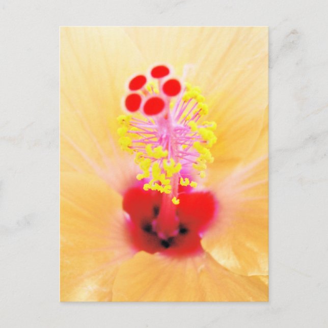Hibiskus Vykort (Framsida)