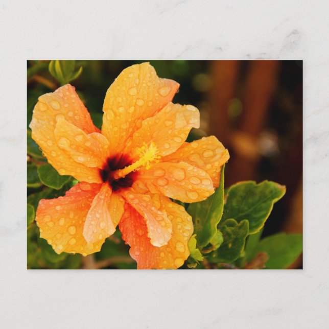 Hibiskus Vykort (Framsida)