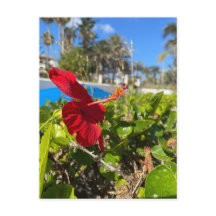 Hibiskus vykort